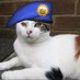 Cassie Cat (@cassiepuss) Twitter profile photo
