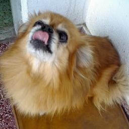 despertarte un dia y ser un perro