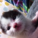 (。・`Д・´) (@0531loneliness) Twitter