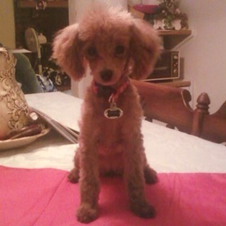 smedcardsfan's profile picture. 