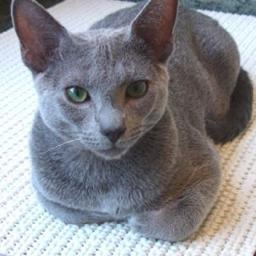 J'aime les chats et les chats, mais ça ne se prononce pas pareil.