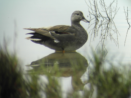 JuQuacker's profile picture. I am interested in Birds, Mammals, Butterflies, Moths and Dragonflies. Tottenham supporter