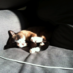 Minoud Katze (@katzeminoud) Twitter profile photo Minoud Katze (@katzeminoud) Twitter profile photo