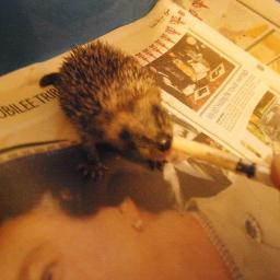 We are an independent rescue which takes in rabbits, small animals and some wildlife such as hedgehogs, squirrels and some wild birds.