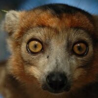 Andrej Trsan (@andrejtrsan) 's Twitter Profile