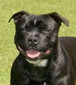 Refrigeration Engineer and Service Manager, Fortunate enough to be a Staffordshire Bull Terrier owner and Breeder, Love my wife Lisa, kids and grand children