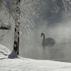 Shubising's profile picture. 