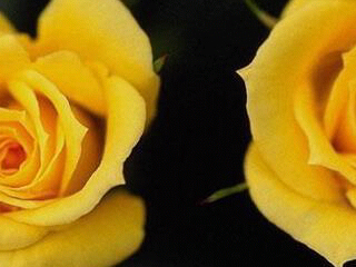 saniazainab's profile picture. 