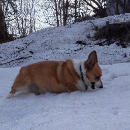 Go Team Corgi!