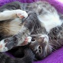 alan manley - @manley_alan - Twitter