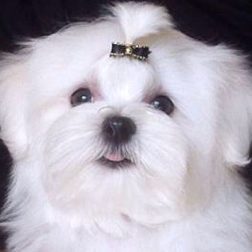 UX and dog fanatic
