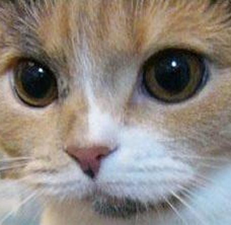 I am greatly loved by all who meet me and thus I cherish all life.