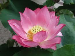 Hi everyone! You are all beautiful, don't let anyone tell you different! #TeamFollowBack