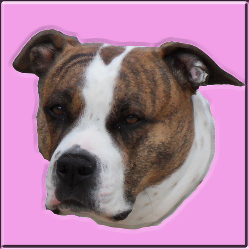 Animal lover, especially dogs, animal rights fan, hate animal cruelty and puppy mills! End BSL - I RT petitions to help animals, please sign or RT