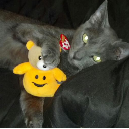 My name is Stormy. I'm a rescued kitty, who was brought to a good home! I advocate for the prevention of abuse & abandonment of other animals!