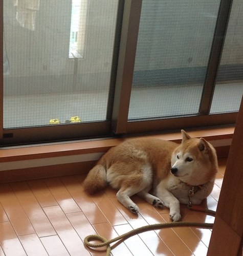 energen_1012's profile picture. 知利別小→釜石二中→盛岡一高→慶應理工　慶應義塾大学フットサル倶楽部ELREINA♯7　 もっとフットサルうまくなりたい  よろしくお願いします。