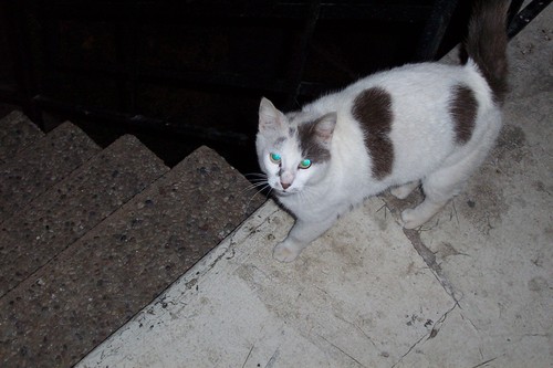 pegakus's profile picture. 