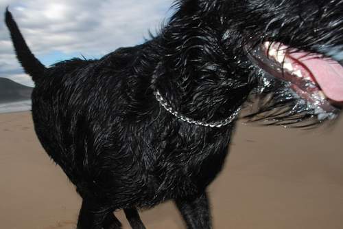 zadog's profile picture. I'm a happy dog living in beautiful South Africa. PS: That's me on the right. Big black one chewing some yummy seaweed.