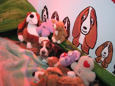 Basset Hound Trainer and Other Dogs