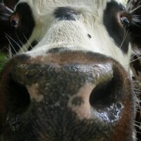 David Osrin (@davidbhai) 's Twitter Profile