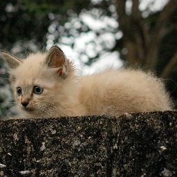 michinodo's profile picture. 基本ROM専