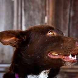 DelilahBBAU's profile picture. Woof Woof! We are Team Delilah! #TeamDelilah