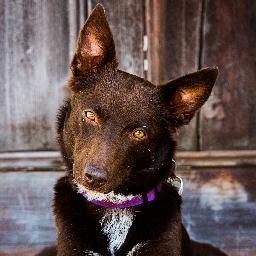 I'm a beautiful 4 1/2 year old Australian Kelpie on Big Brother Australia (@BBAU9). In the #BBAU House thanks to the Animal Welfare League of Queensland (@AWLQ)