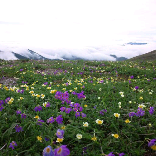 主に平標山周辺の花、天気や気温、紅葉、残雪等の情報を発信します。山の上は電波が不安定で通信状態のいい時しか発信出来ません。返信等は基本的にしないのでよろしくお願いします。HPを作ったので覗いてみてください。 note https://t.co/KO2I4oXKmj