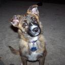 Robyn Mays - @gipets10 - Twitter