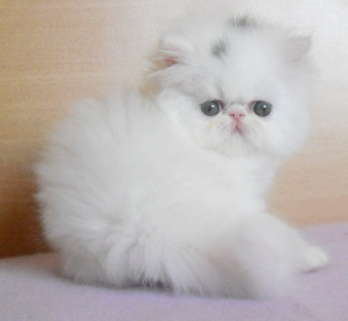 Aventurine Cattery - Persian and Exotic breeder, CFA registered,
http://t.co/vSOBGHlFsu