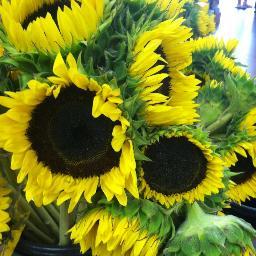 sandyfantini's profile picture. 