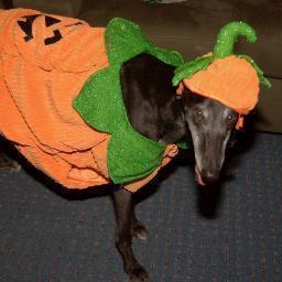 Retired racing greyhound who's track closed before I ever got to race my first race.  I live with my mumma and brother Blue.