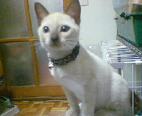 猫が大好きで、家でいっぱい飼っています。ネコカフェ出来そうだが、落ち着いて飲み食い出来ないだろうな…無言フォロー申し訳ありません。