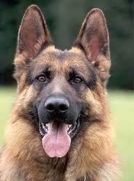 We are a dog obedience school working with individuals and families to ensure our clients the most rewarding relationship with their canine.