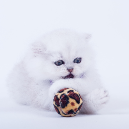 Sie möchten Zuhause in vertrauter Umgebung Ihre kleinen und großen Vierbeiner fotografiert haben, oder an einem Ort Ihrer Wahl? #Katzen #Kitten #Welpen