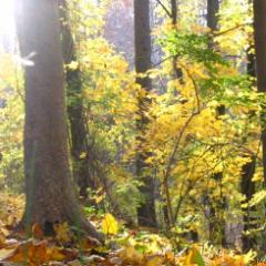 Mihca_S's profile picture. 