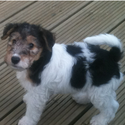 dotcomit2's profile picture. 