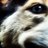 ChomskyLFEHOOSK's profile image