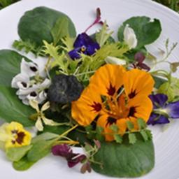 Growing Edible flowers, Garnishing leaves and Unusual Vegetables for professional chefs. Our products make your dishes look and taste even better.
