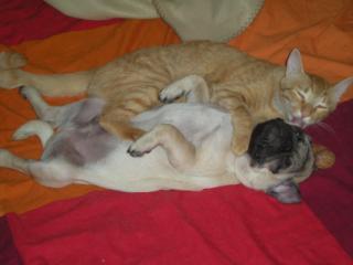 Todos necesitamos un perro que nos adore y un gato que nos ignore.