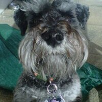 Guido Marcuccilli (@guidom68) 's Twitter Profile