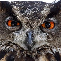 The ITIL Owl sees all, knows all about ITIL.