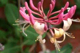 AlnwickHolidays's profile picture. Come and stay at Honeysuckle House, lovely stone built house in the market town of #Alnwick. Alnwick Castle and @Alnwickgarden walking distance. #Northumberland