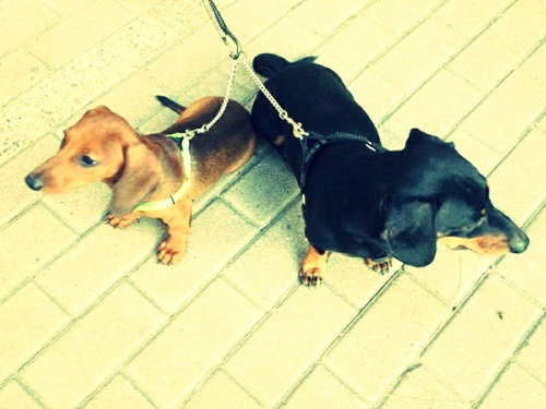 LaieSunflower's profile picture. Higienista dental, ex-gimnasta i ouyeah!