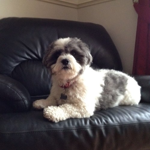 Hi everyone, I'm Archie!