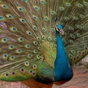 Greg Dobbs - @illpeacockurass - Twitter