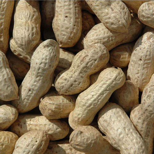 Founder of 'It's a Hard Nut Life', an advice and information website for teens with Nut Allergies.