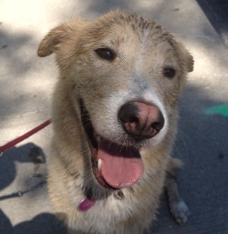 adamonthebeach's profile picture. Financial guy, politcal views with zero affiliations, sports fan (w/ affiliations), animal lover, yogi & poutine aficionado. Opinons expressed are my own.