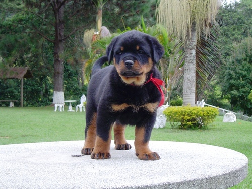 casagranadeiro's profile picture. Canil especializado em Rottweiler. Rigido controle de displasia coxo-femural, cães importados.