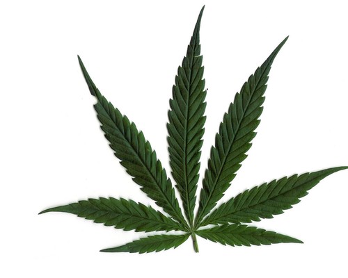 WeedReportorg's profile picture. http://t.co/54RTpAgph2 is a News aggregator that focuses exclusively on Marijuana legalization, Medical Cannabis, & Hemp.